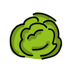 cabbage fresh isolated icon design