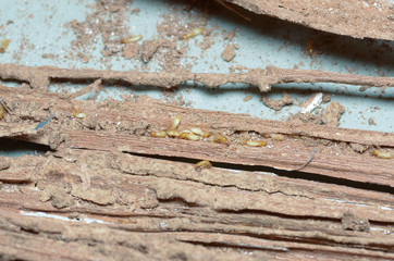 wooden walls are being eaten by termites.
