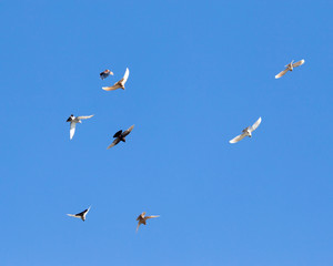 a flock of doves in flight against blue sky