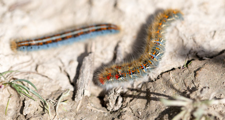 caterpillar on the ground in the nature close-up