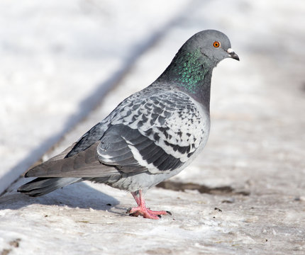 dove in the snow on the nature