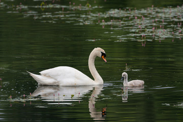 swan and cygnet