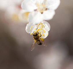 bee on a flower in the nature. macro