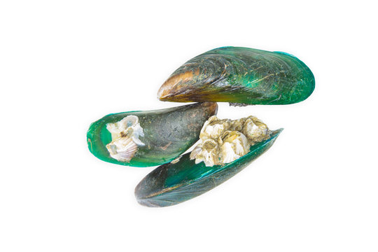 Green mussel