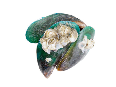 Green mussel