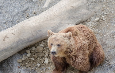 Obraz premium The brown bear (Ursus arctos) in a zoo of Bern, Switzerland
