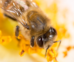 bee on a flower. macro