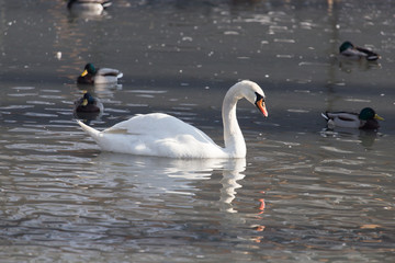 portrait of beautiful swan on the nature