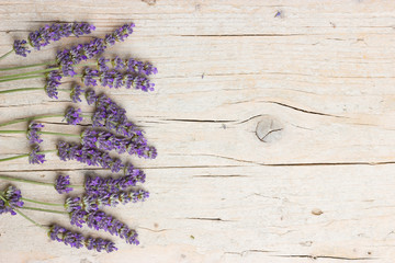 Fresh lavender flowers