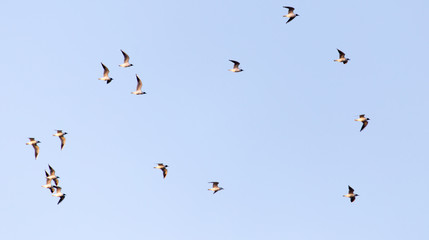 a flock of seagulls against a blue sky