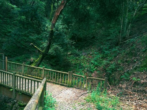 Fototapeta beautiful forest