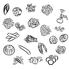 vegetables Sketch Outline Vector Artwork