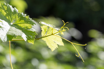 Young grape leaves in nature