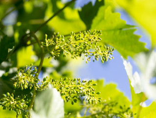 Young grape leaves in nature