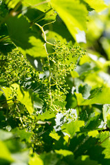 Young grape leaves in nature