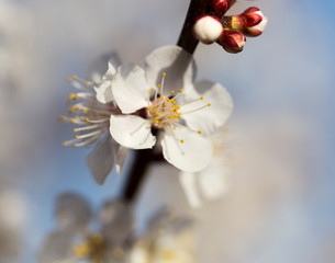 Obraz premium flowers on the tree in nature