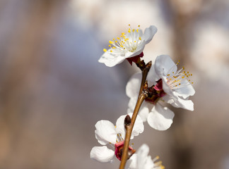 flowers on the tree in nature