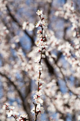flowers on the tree in nature