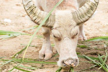 Close up albino buffalo eating their grass