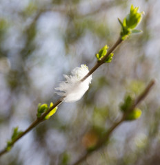 white feather on a tree branch