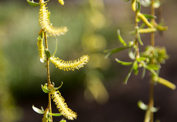 flowers on the tree in nature willow