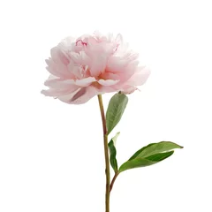 Light pink peony isolated on white