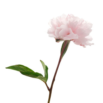 Fototapeta Light pink peony isolated on white