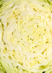 head of cabbage
