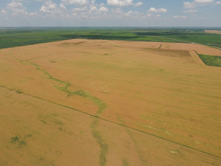 Obraz premium Field of ripe wheat. View from above.