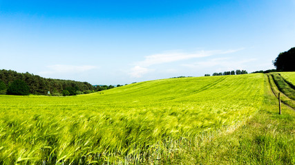Fototapeta premium Gerstenfeld auf Rügen