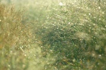 Dew drops on wild grass
