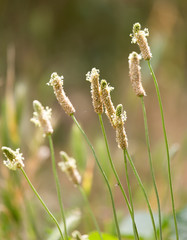 flowering spikes on grass outdoors