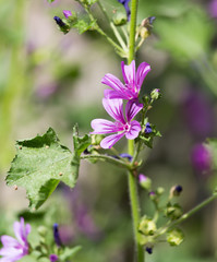 beautiful purple flower in nature