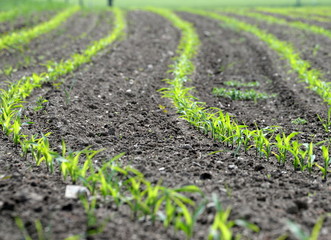 Kurven im Maisfeld, junge Maispflänzchen auf dem Feld