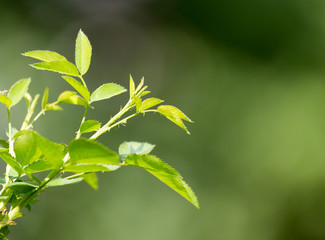 Fototapeta na wymiar green leaves on the bush outdoors