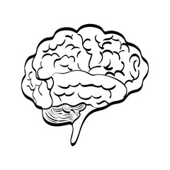 Brain icon. Human head design. vector graphic