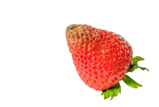 High resolution image of rotten strawberries