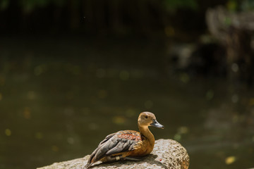 Portrait of Lesser Whistling Duck (Dendrocygna javanica)