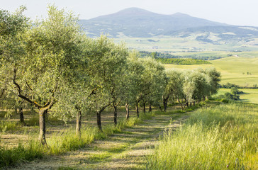 Fototapeta na wymiar Olive grove and mountains in Tuscany in Italy