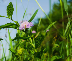 clover flower in a green grass backgrounds