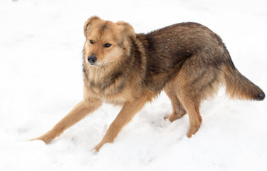 dog running outdoors in winter