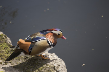 Mandarin Duck (Aix galericulata)