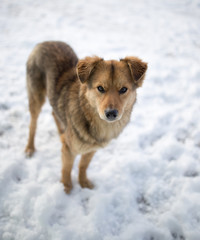 dog portrait outdoors in winter
