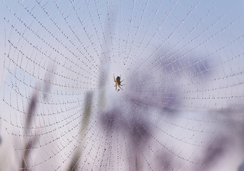 Small spider and cobweb.