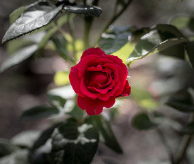 red rose in a park on the nature