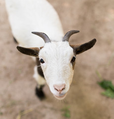 portrait of a goat in a zoo in nature