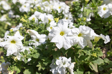 beautiful white flowers in nature