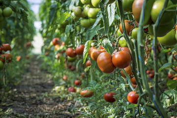 ripe tomatoes on a bed in a greenhouse