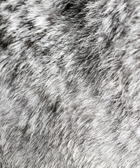 Gray rabbit fur as background