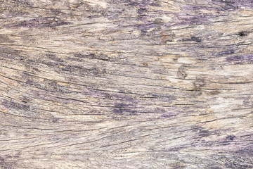 Fototapeta premium wood